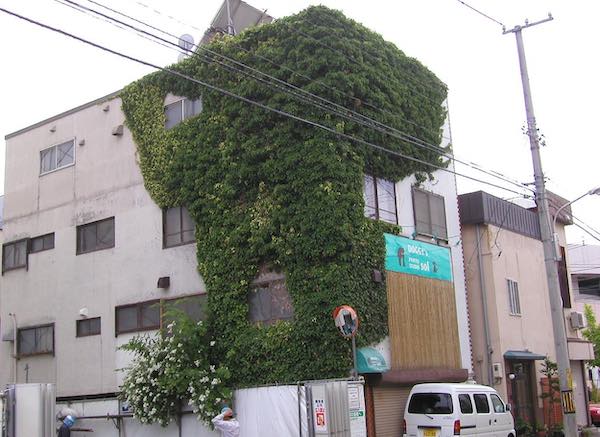 アイビー