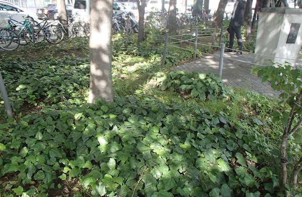 大通公園