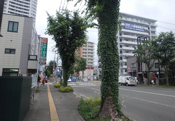 街路樹