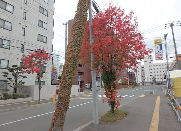 電柱