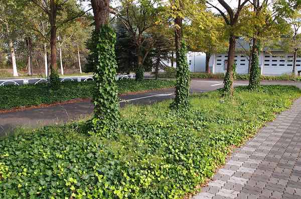 這い上がり