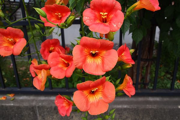 花のアップ