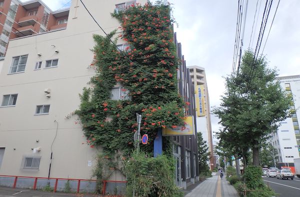 壁面緑化