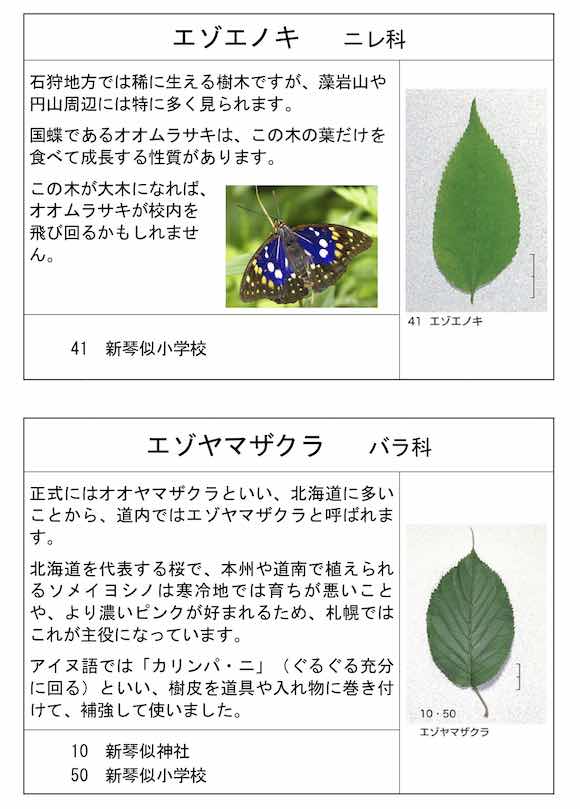 エゾエノキ