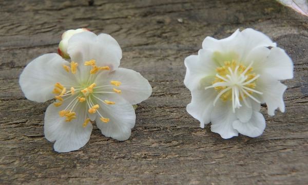 雄花と雌花