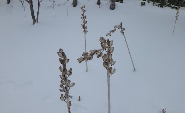 オオウバユリ花ガラ