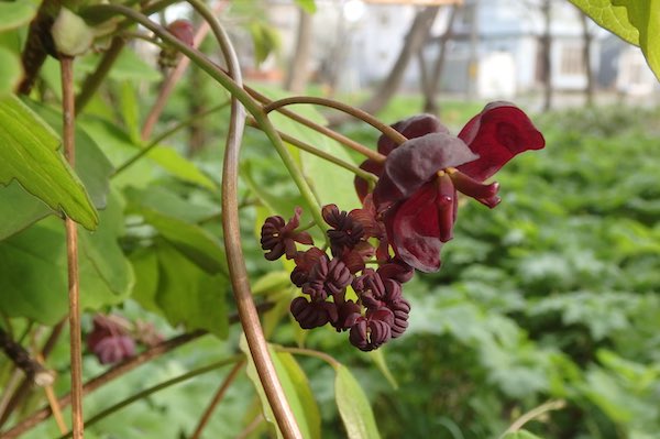 ミツバアケビの花