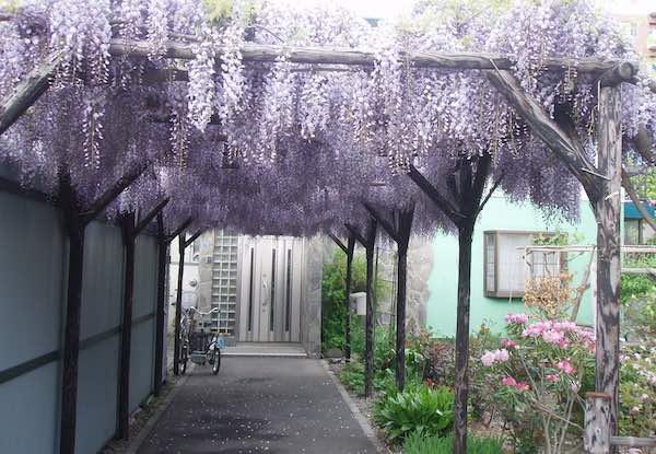 藤棚