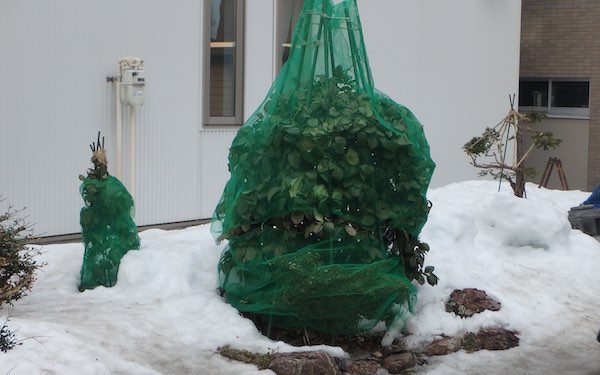 ツバキ