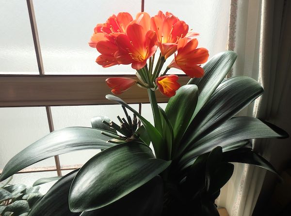 花ガラ
