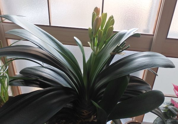 花茎の伸び