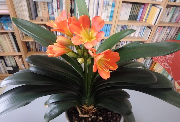 6月