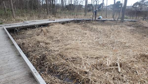 熊の沢公園の湿地