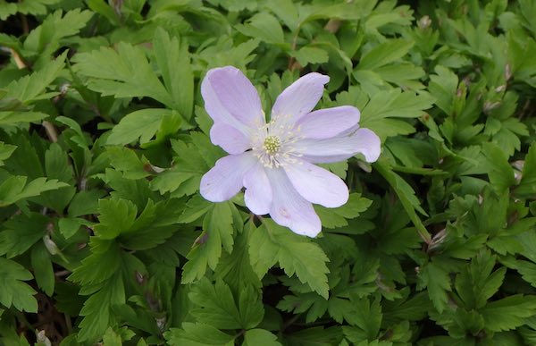 ピンク花