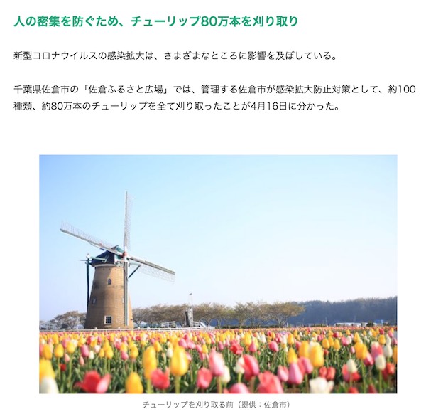 佐倉のチューリップ