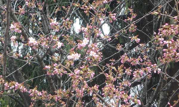 ポプラ通の植物 青柳庵日記