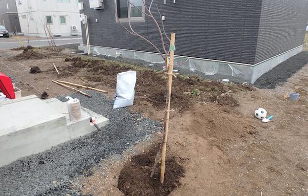 サクラ