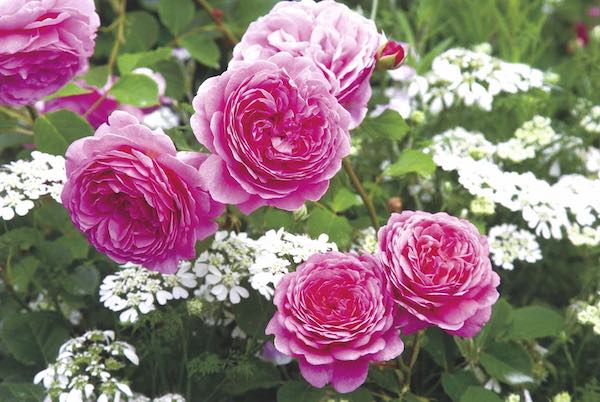ガーデニングの花