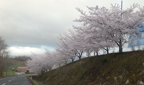 ソメイヨシノ
