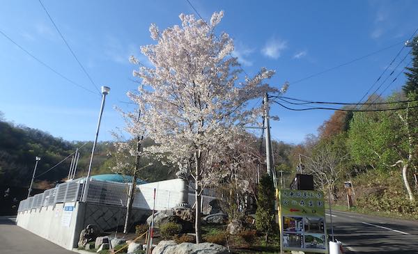 カスミザクラ