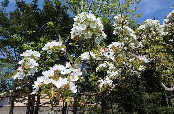 ナシの花