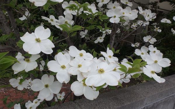 白花