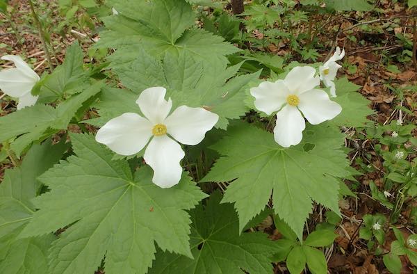 白花