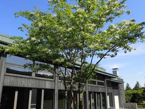 滝野公園のアオダモ