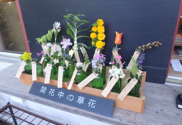 開花情報