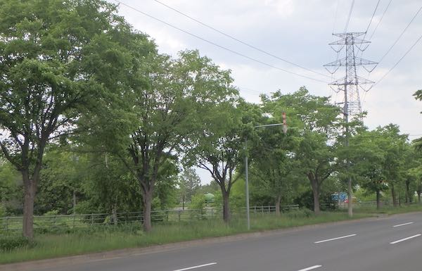 ハルニレ並木