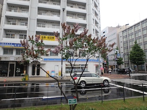 剪定前