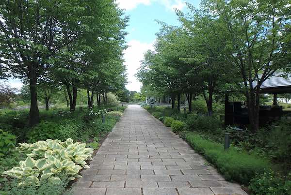 釧路八重並木