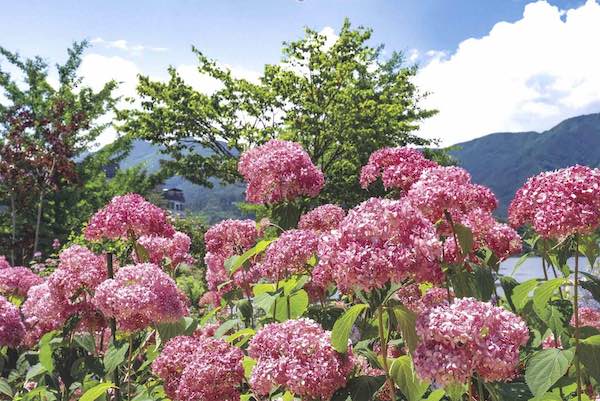 ガーデニングの花