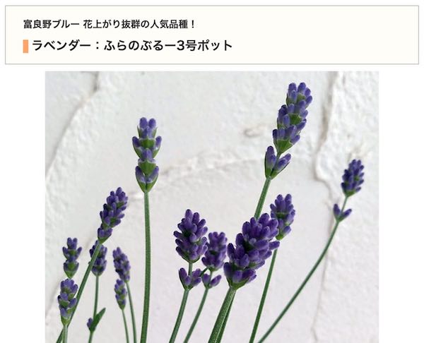 フラノブルー