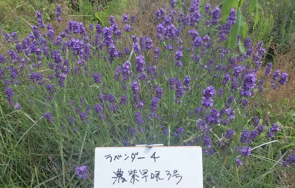 濃紫早咲き3号