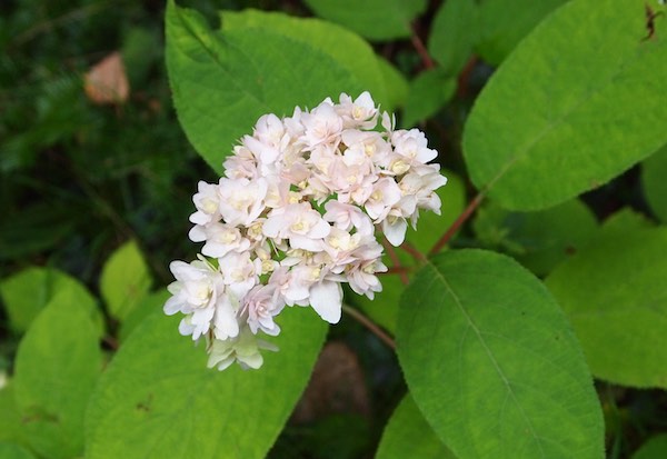 玉段花
