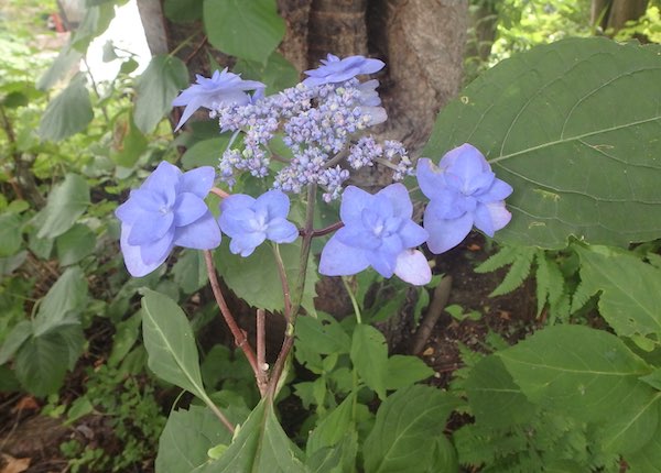 七段花