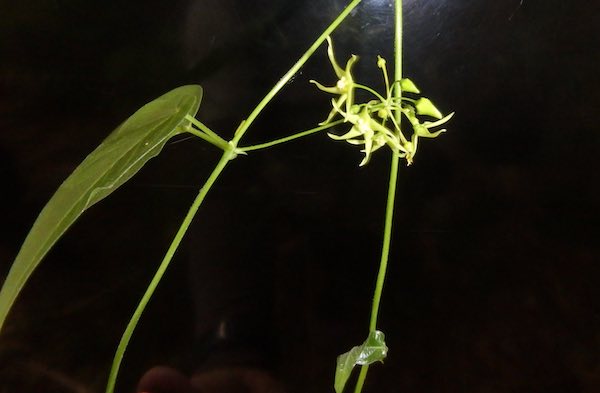 シロバナカモメヅル