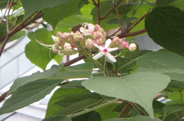 クサギの花