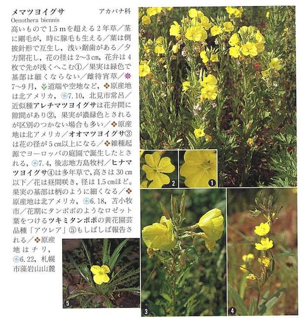 梅俊図鑑
