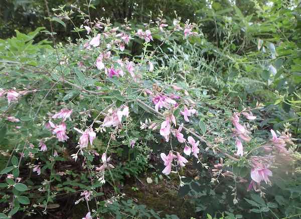 桃花ミヤギノハギ