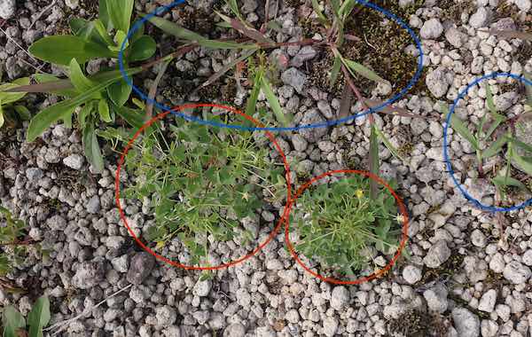 雑草取り | 青柳庵日記