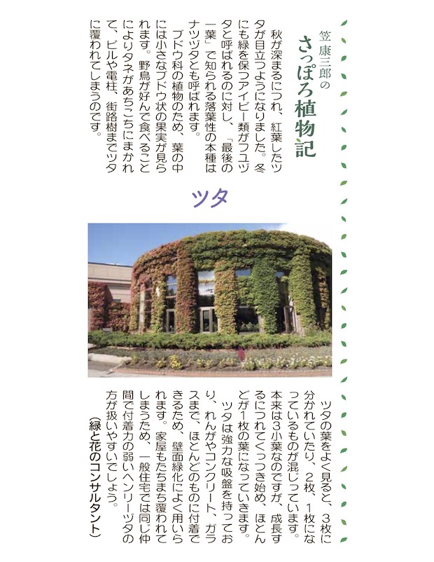 ツタ | 青柳庵日記
