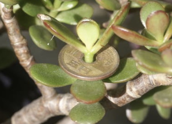 金のなる木 | 青柳庵日記