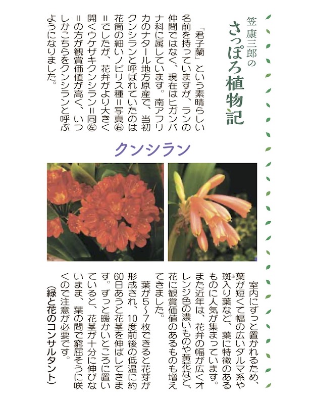クンシラン | 青柳庵日記