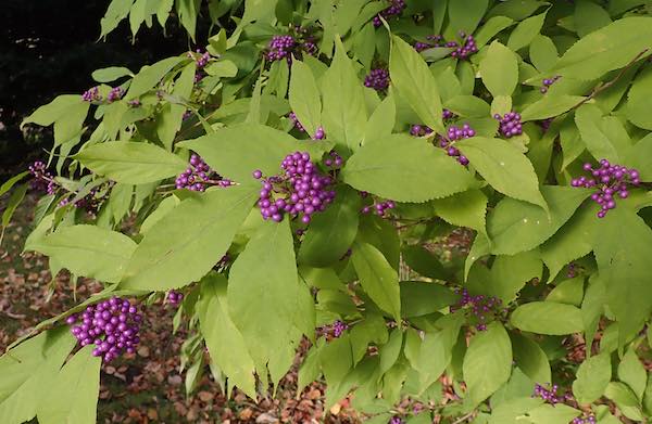 山採り　ムラサキシキブ 山採り自然樹形ムラサキシキブ販売 秋元園芸