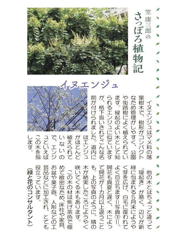 北の蝦夷イヌエンジュ 苗木　50センチ　春の新芽 イヌエンジュ | 樹まぐれ日記