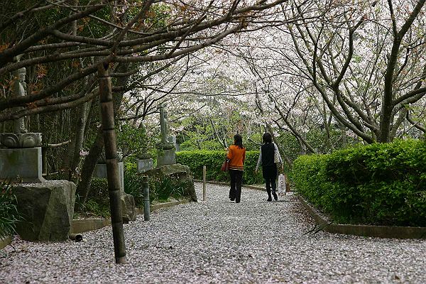 心月斎の桜