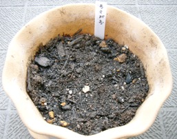 5月12日種まき