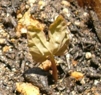 5月22日発芽